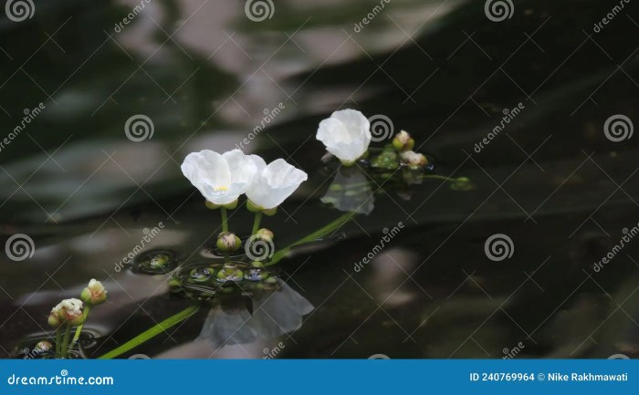 How much water do jasmine plants need