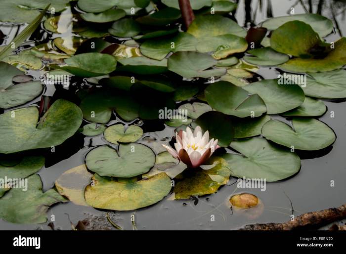 How much water do lily plants need