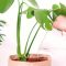 How Much Water Do Monstera Plants Need?