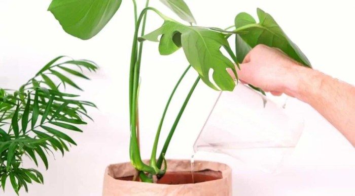 How much water do monstera plants need