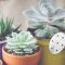 How Much Do You Water Succulent Plants?