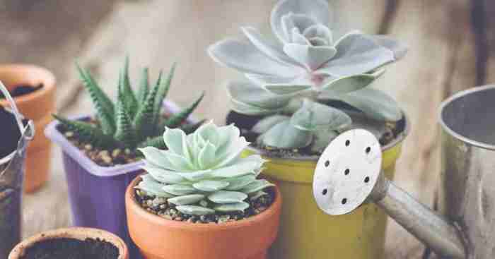 How much do you water succulent plants