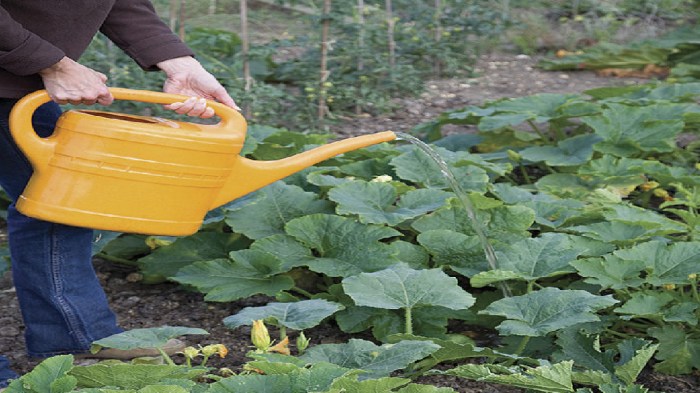 How much to water pumpkin plants