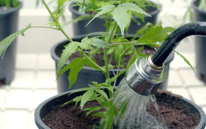 How much to water your weed plants