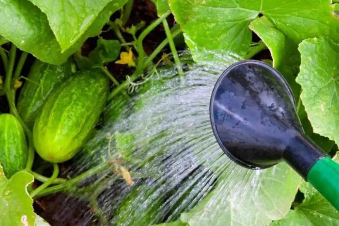 How much should i water my cucumber plants