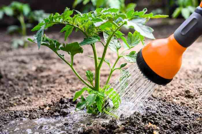 How many times to water tomato plants