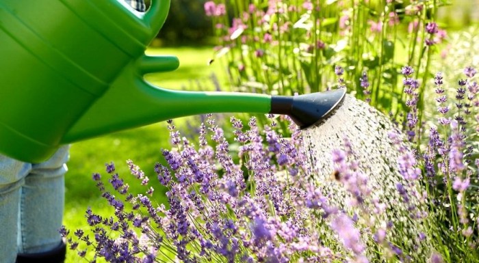 How much to water lavender plant