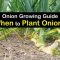 How Much to Water Onion Plants