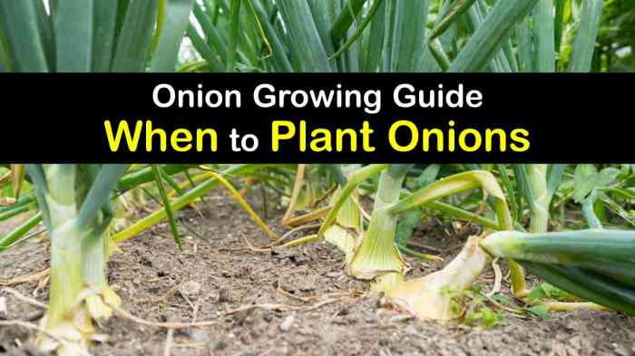 How much to water onion plants