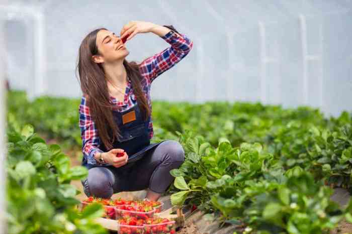 How much do you water strawberry plants