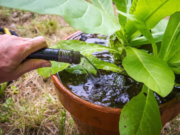 How much to water outdoor potted plants