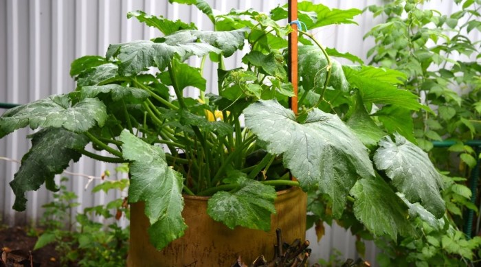 How much to water zucchini plants