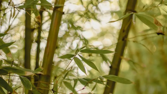 How much should you water a bamboo plant